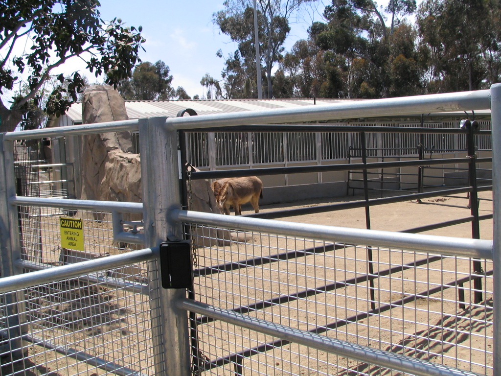 Elephant Odyssey - Donkeys