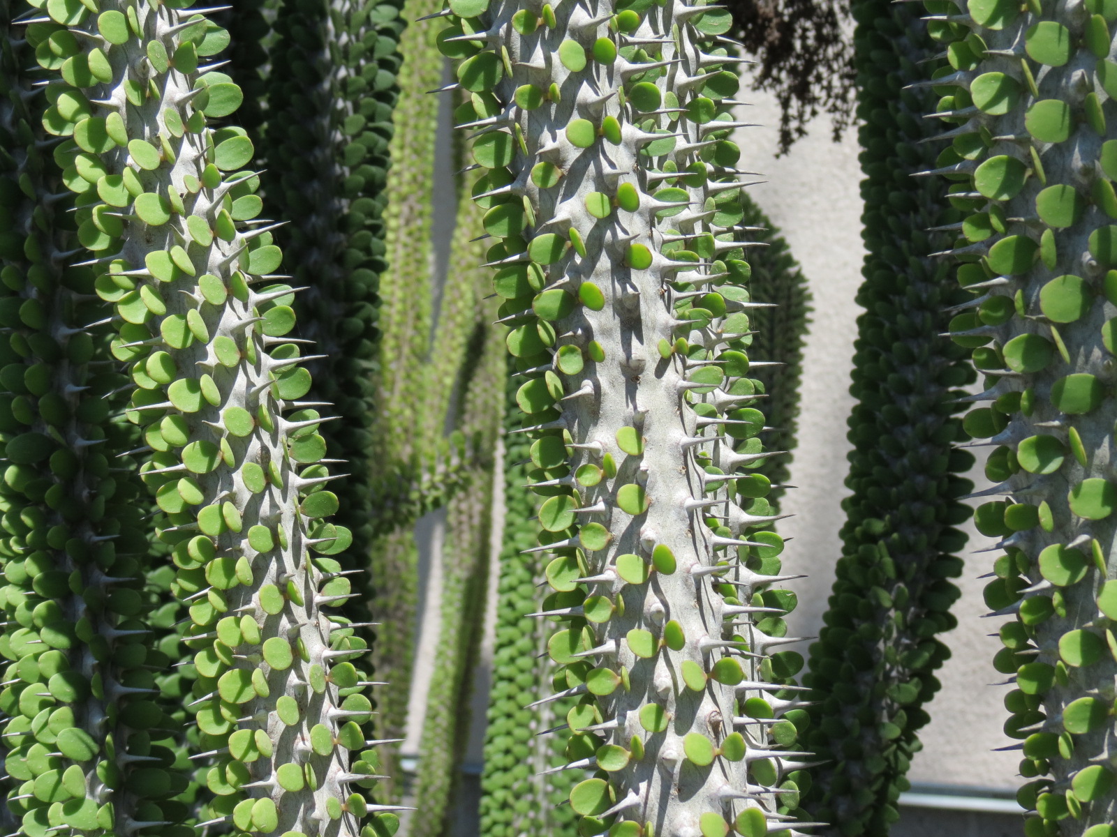 Elephant Odyssey - Elephant Care Center