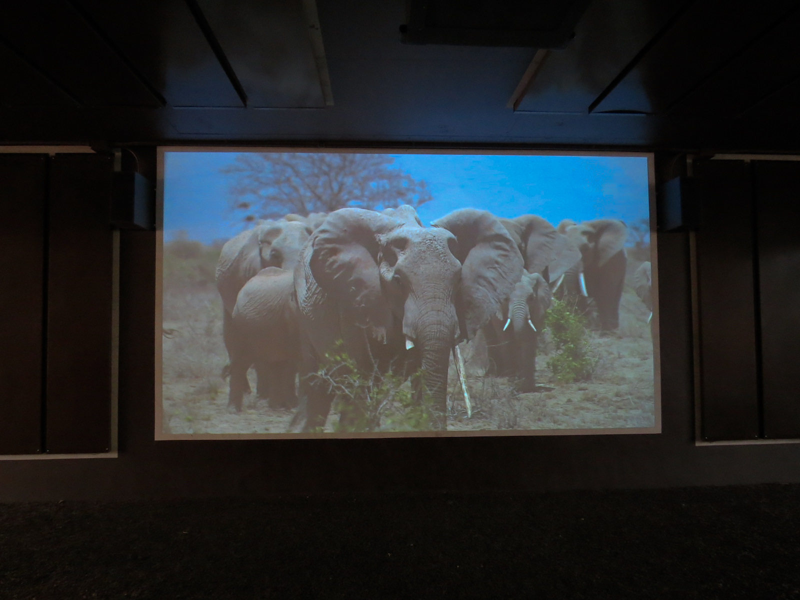 Elephant Odyssey - Elephant Video in Pedestrian Tunnel Beneath Elephant Exh