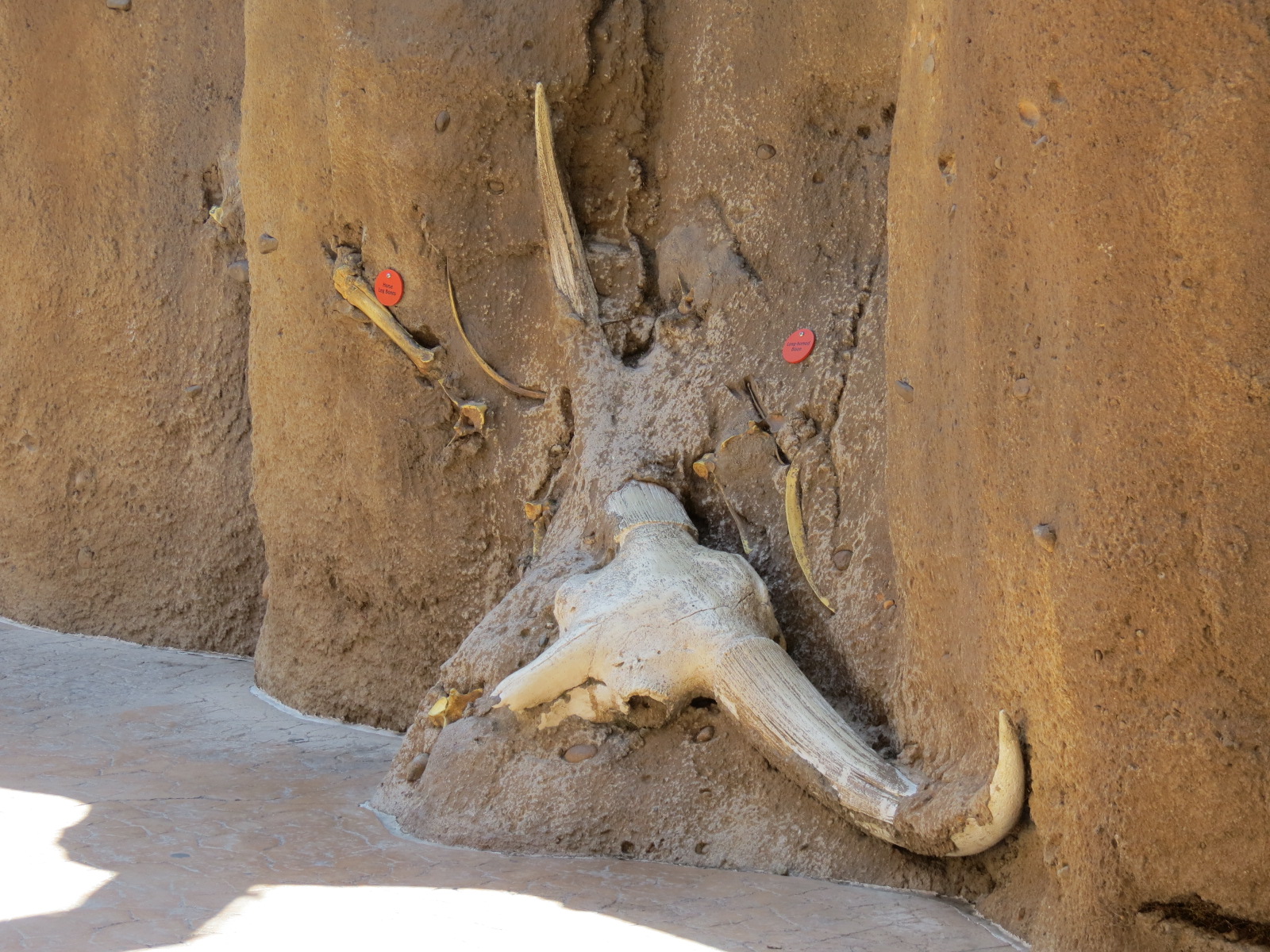 Elephant Odyssey - Fossil Portal