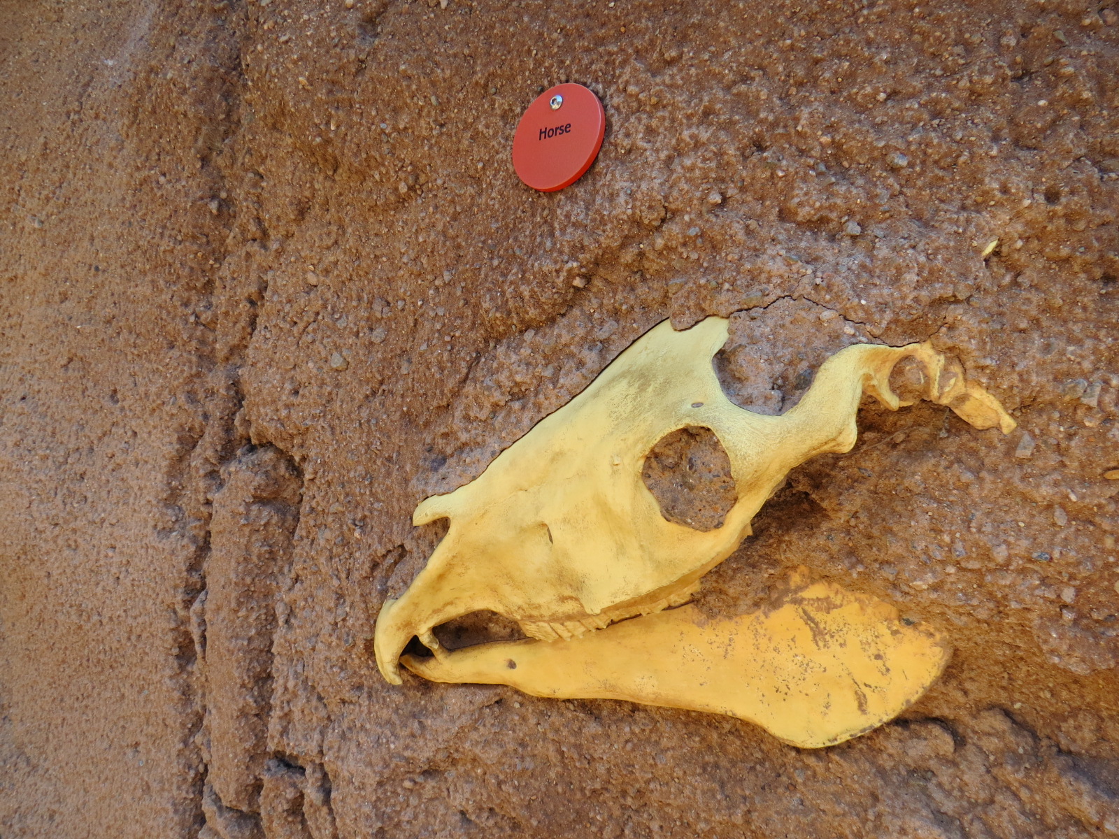 Elephant Odyssey - Fossil Portal