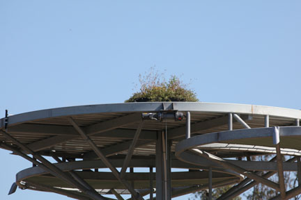 Elephant Odyssey future tree