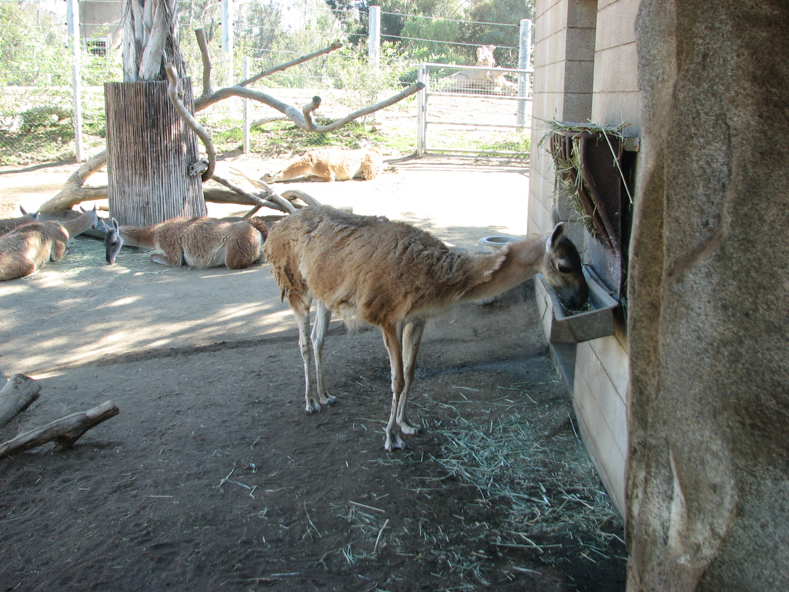 Elephant Odyssey - Guanaco