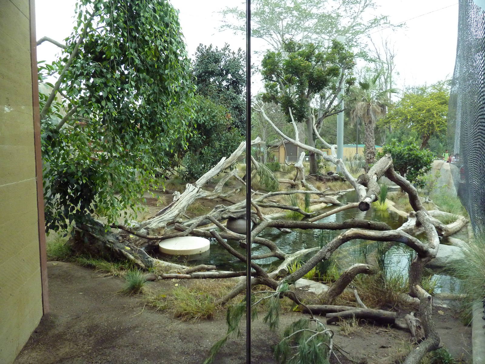 Elephant Odyssey - Jaguar Exhibit