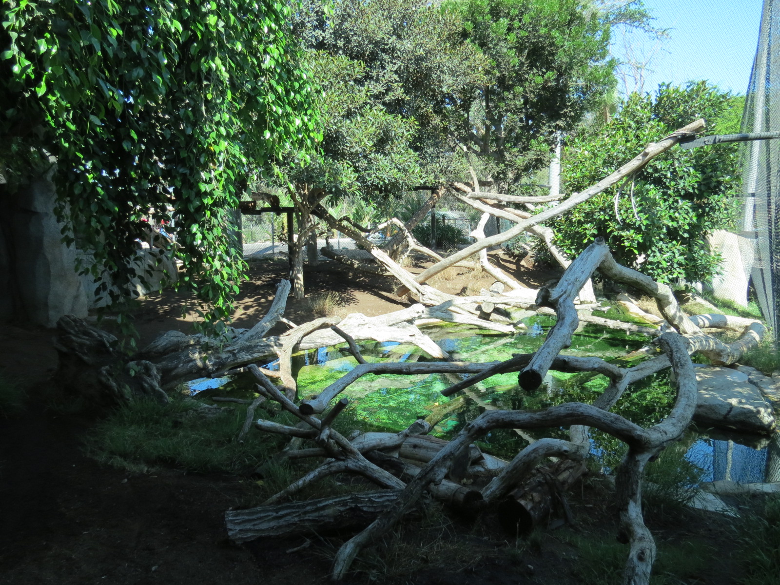 Elephant Odyssey - Jaguar Exhibit