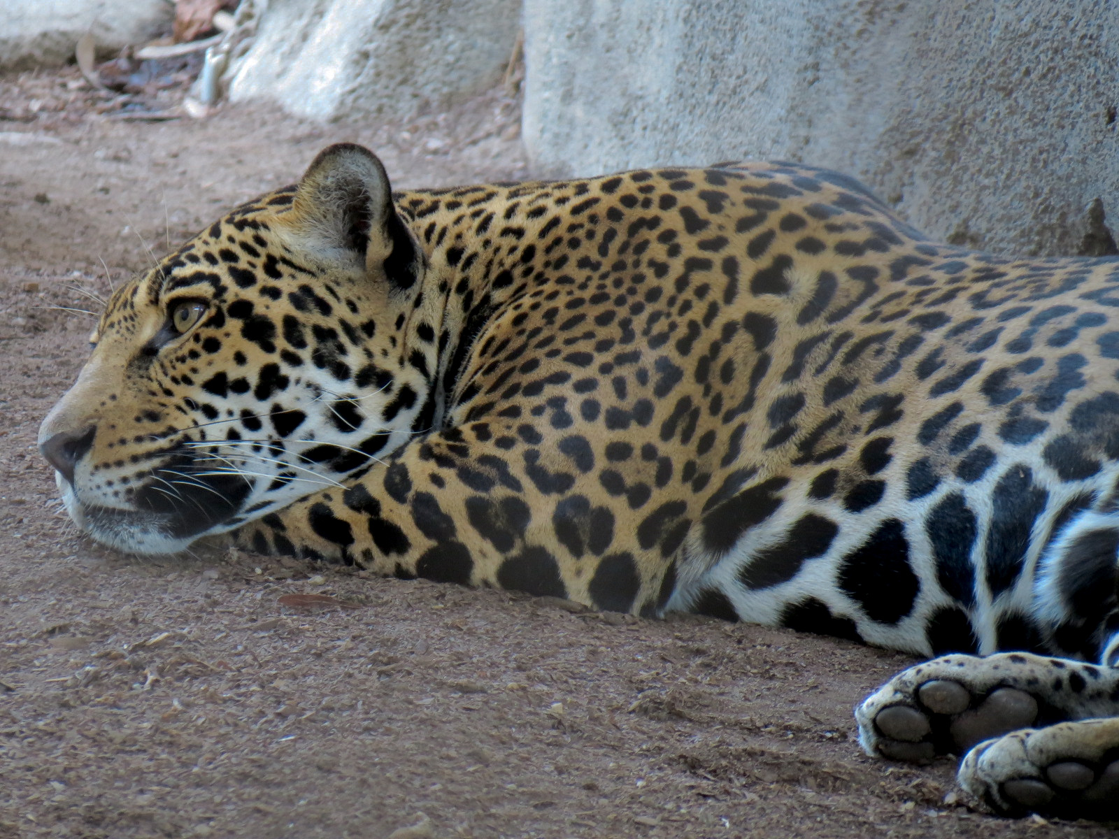 Elephant Odyssey - Jaguar Exhibit