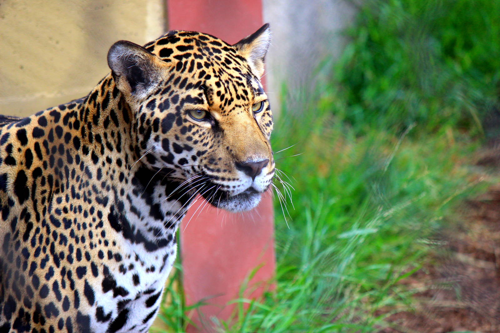 Elephant Odyssey - Jaguar