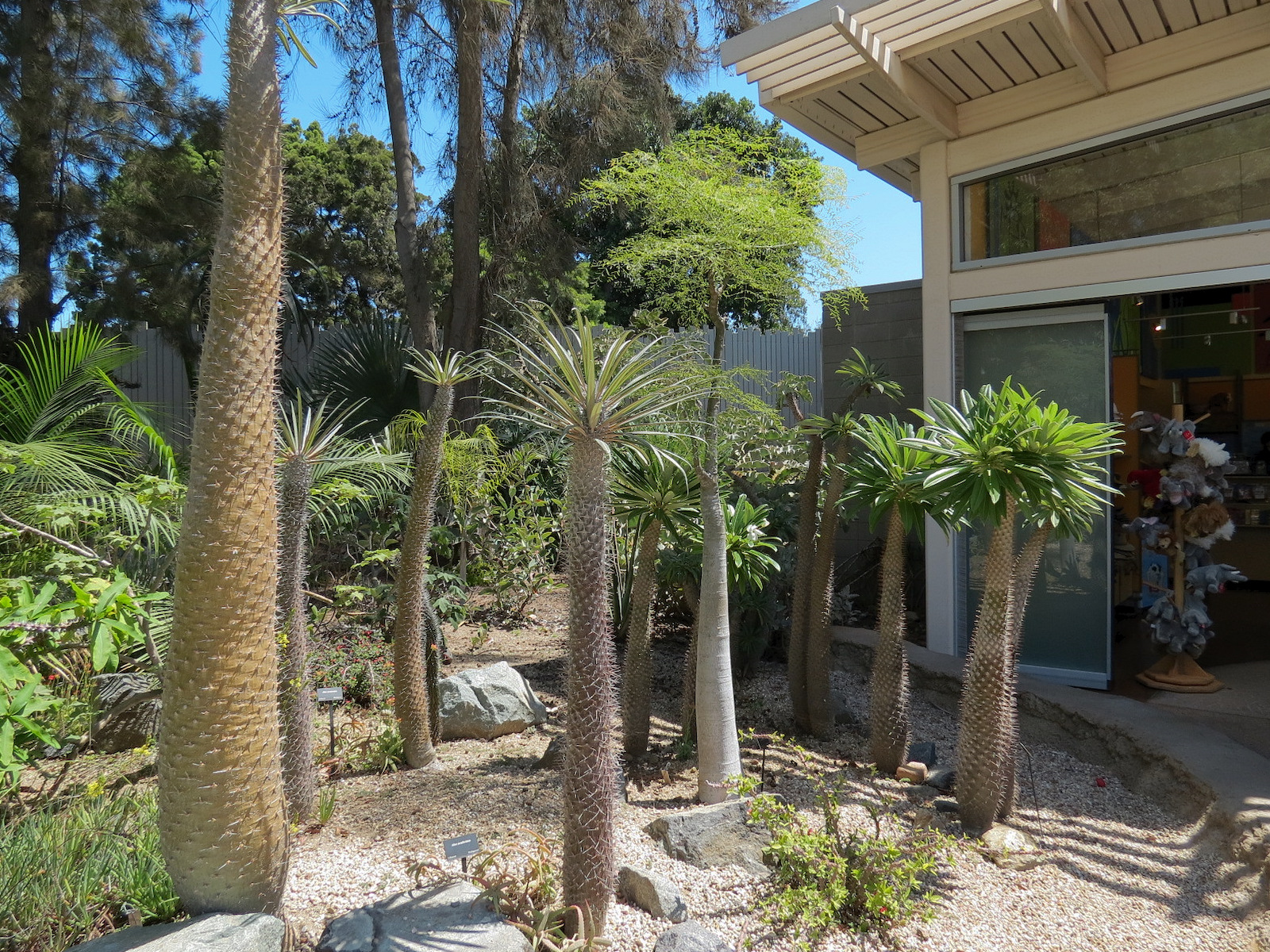 Elephant Odyssey - Madagascar Plants