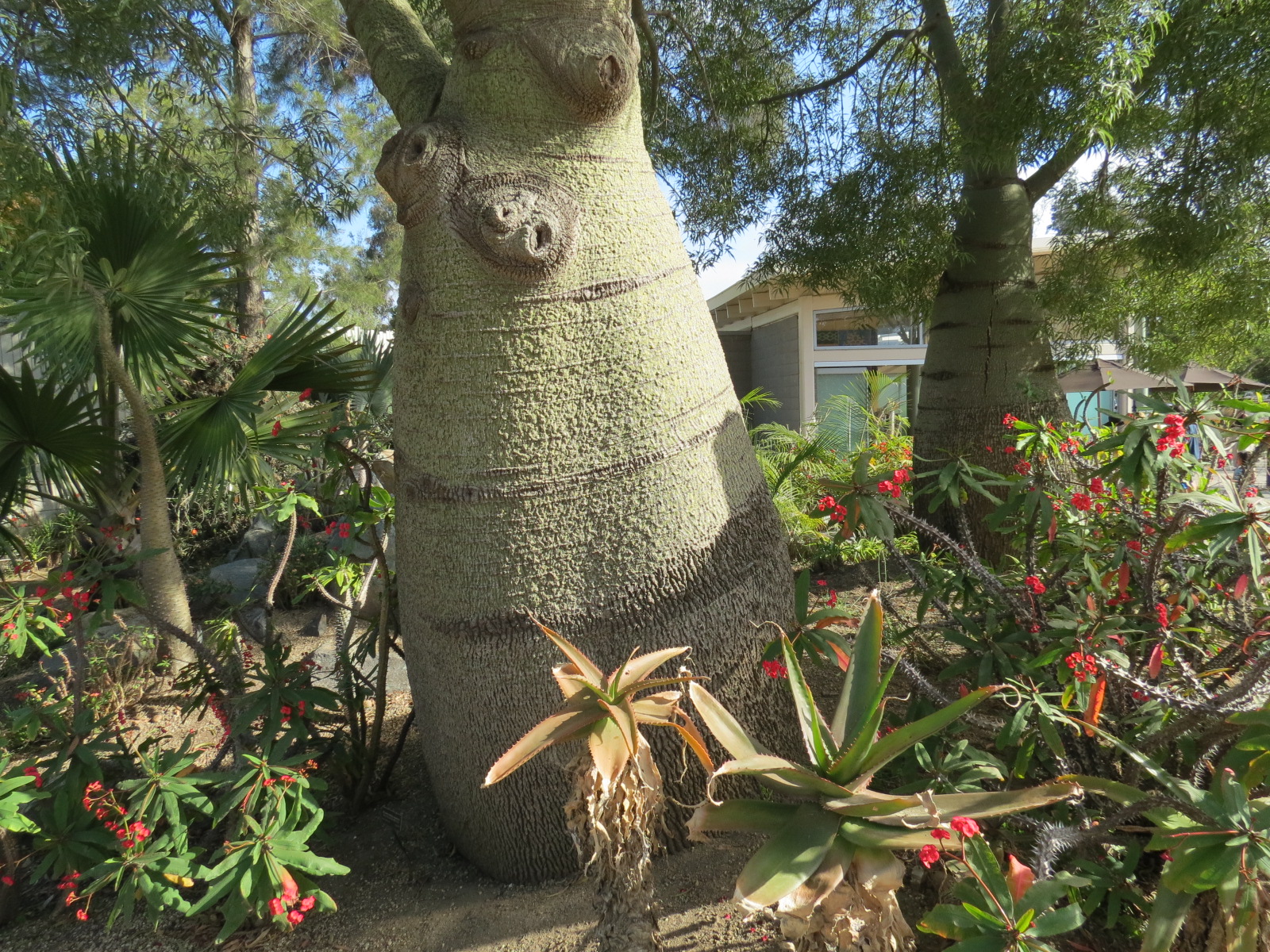 Elephant Odyssey - Madagascar Plants