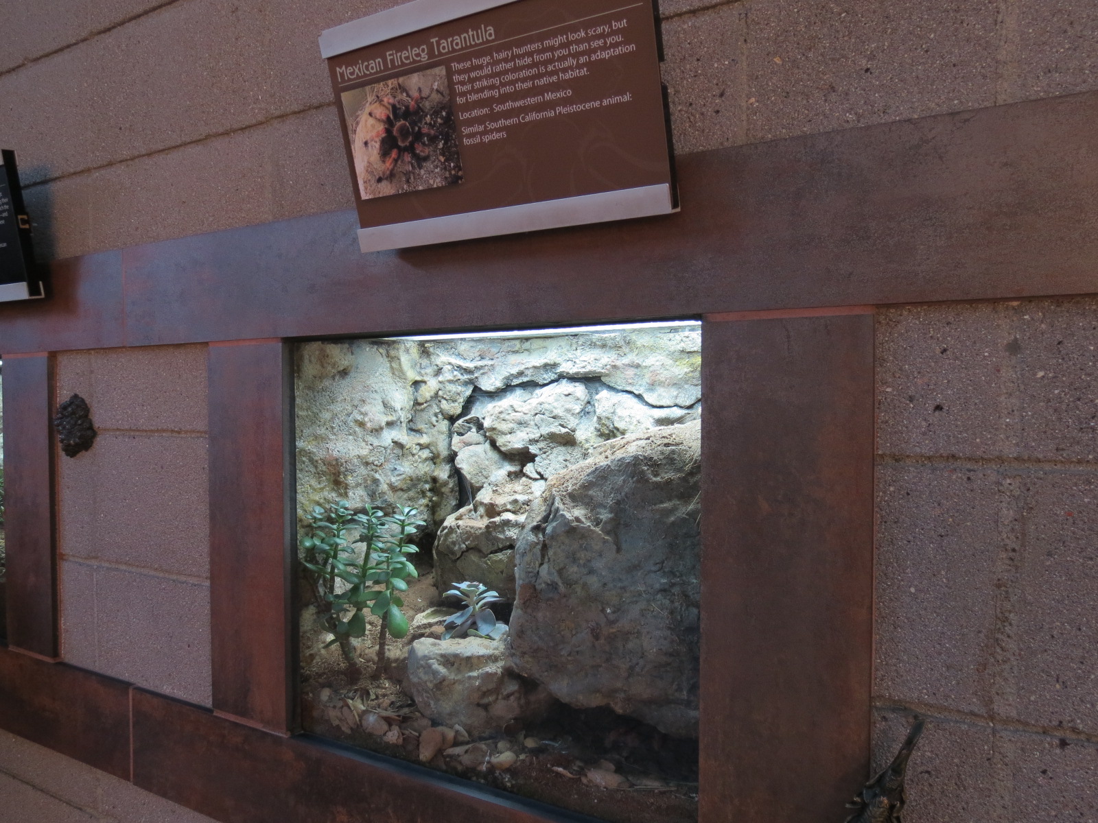 Elephant Odyssey - Mexican Fireleg Tarantula Exhibit