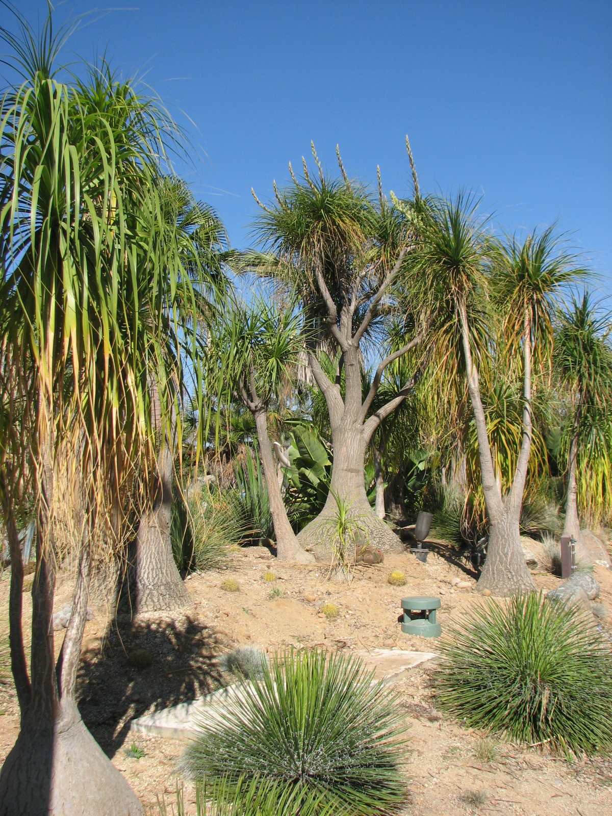Elephant Odyssey - Nolina Forest
