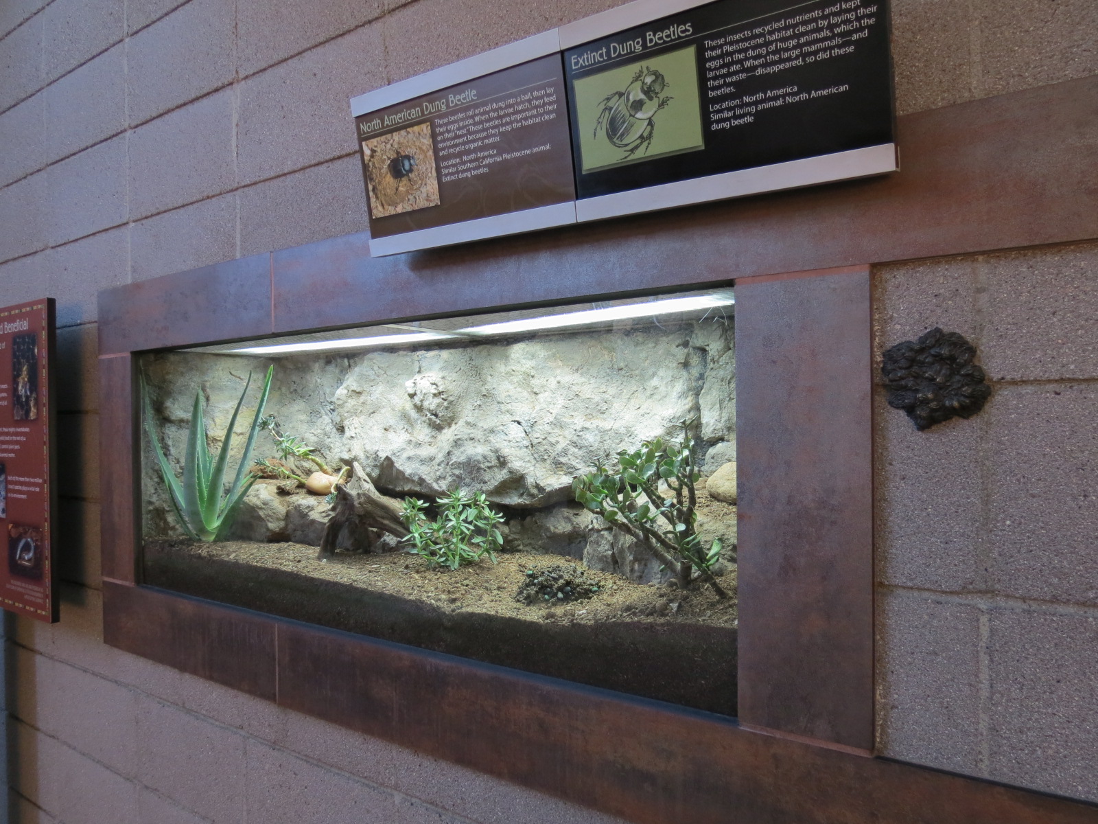 Elephant Odyssey - North American Dung Beetle Exhibit