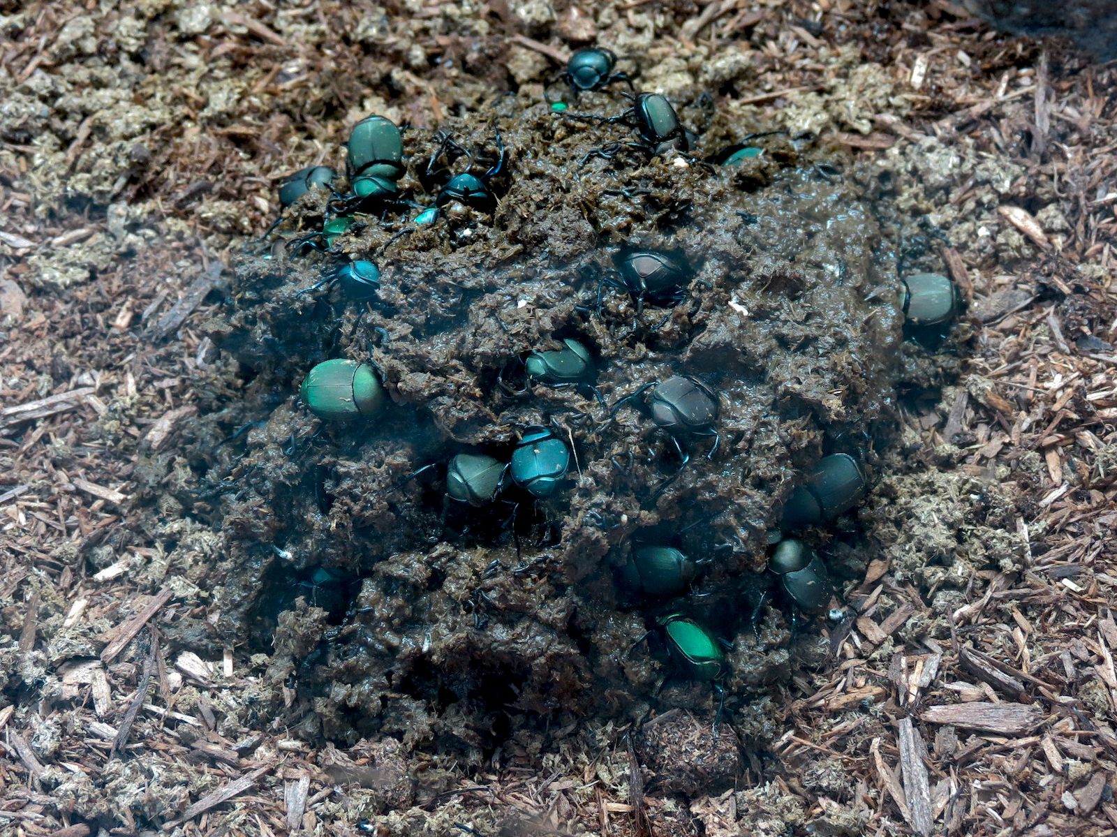 Elephant Odyssey - North American Dung Beetle Exhibit