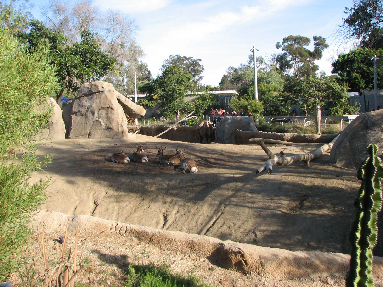 Elephant Odyssey - Peninsular Pronghorn