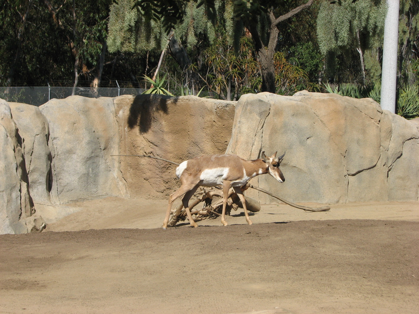 Elephant Odyssey - Peninsular Pronghorn