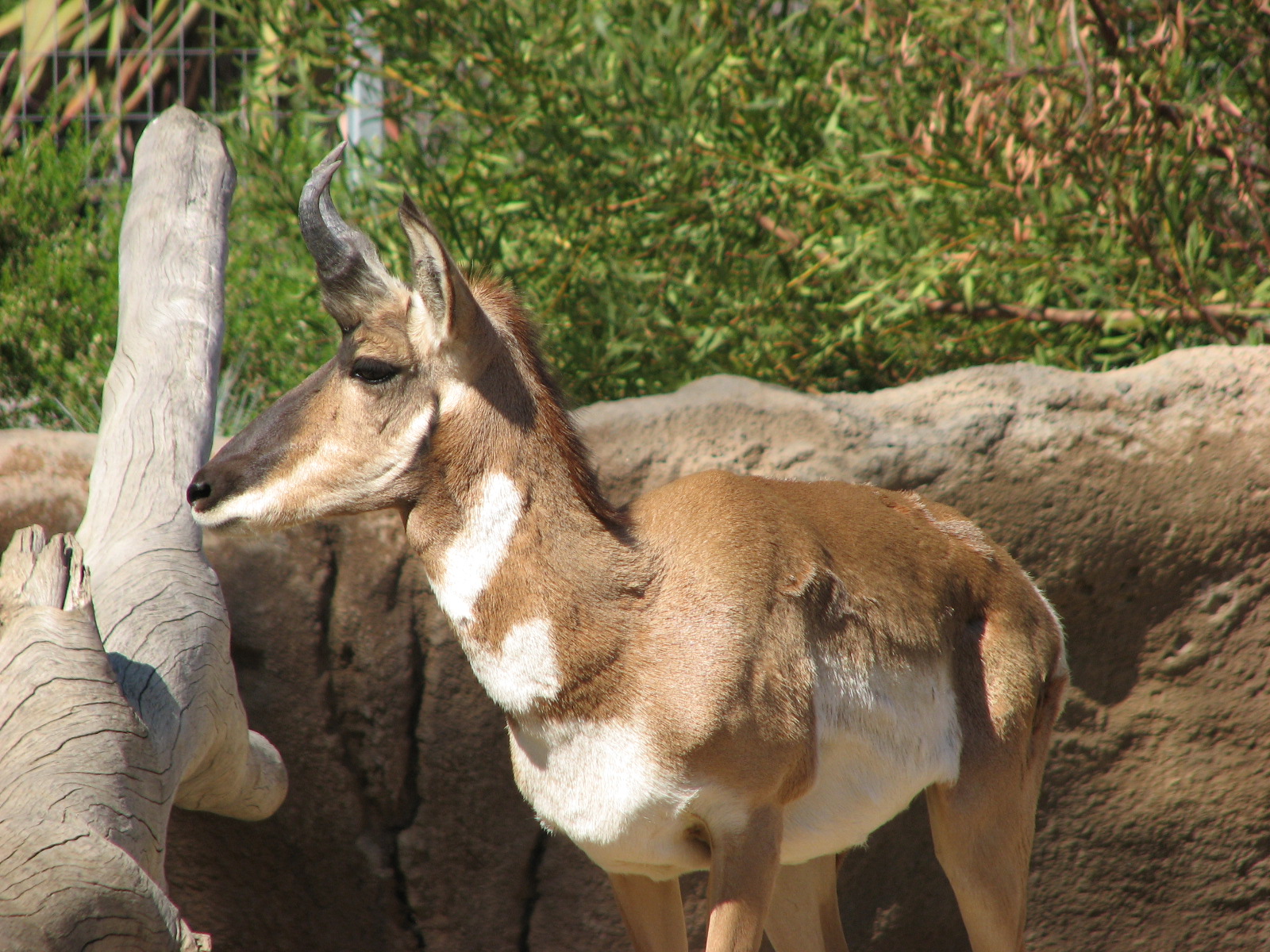 Elephant Odyssey - Peninsular Pronghorn
