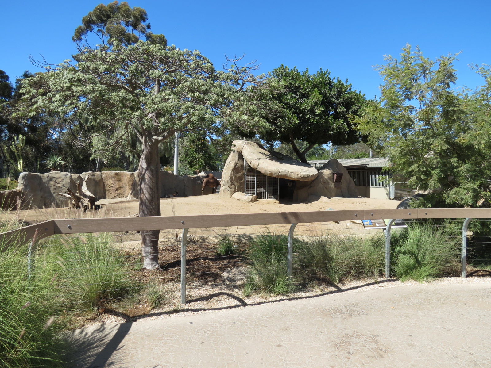 Elephant Odyssey - Pronghorn and Dromedary Camel Exhibit