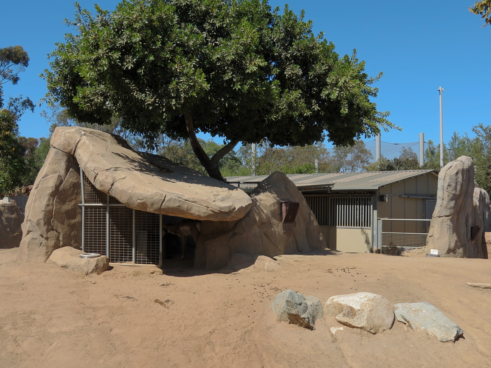 Elephant Odyssey - Pronghorn and Dromedary Camel Exhibit