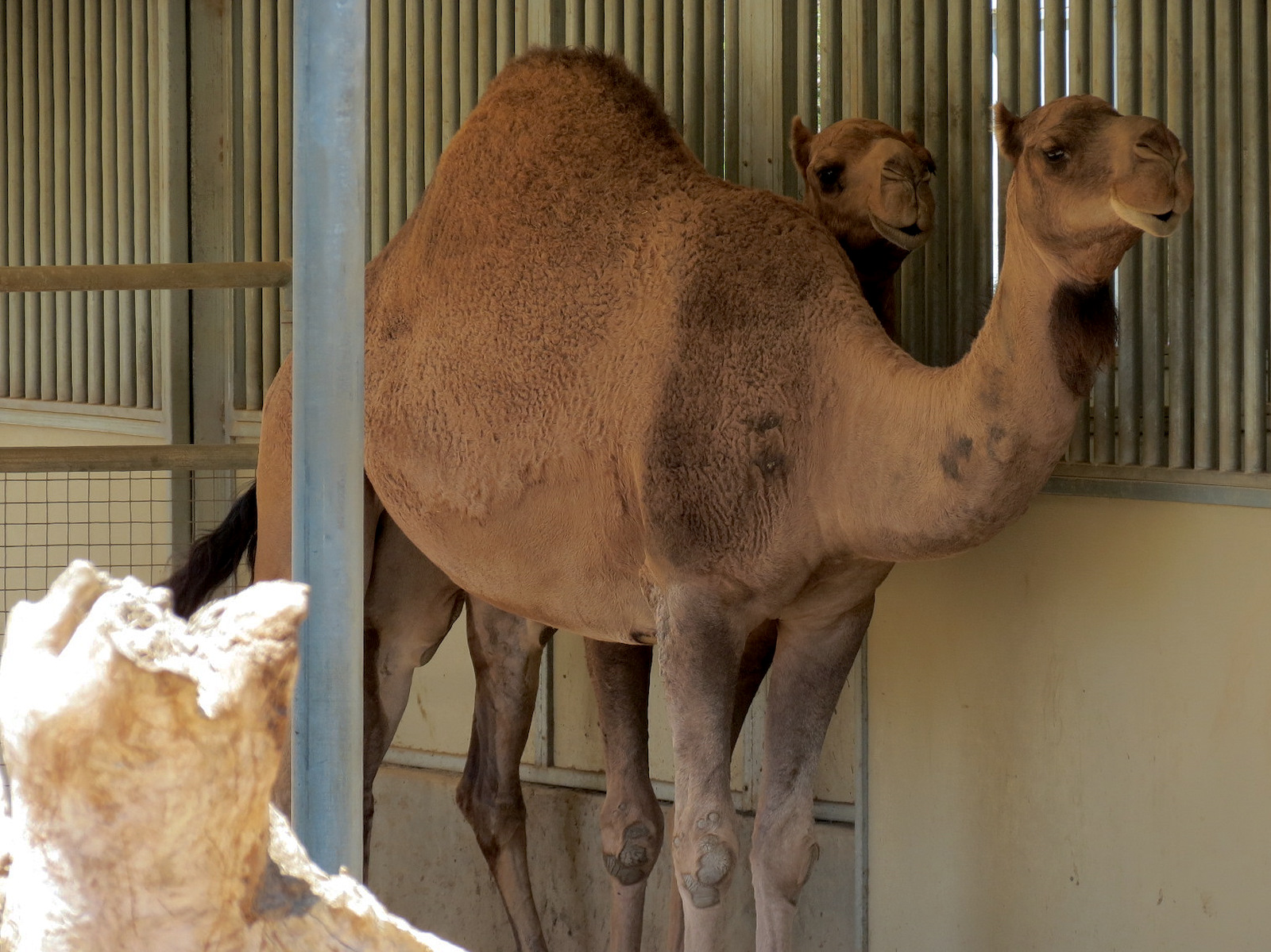 Elephant Odyssey - Pronghorn and Dromedary Camel Exhibit
