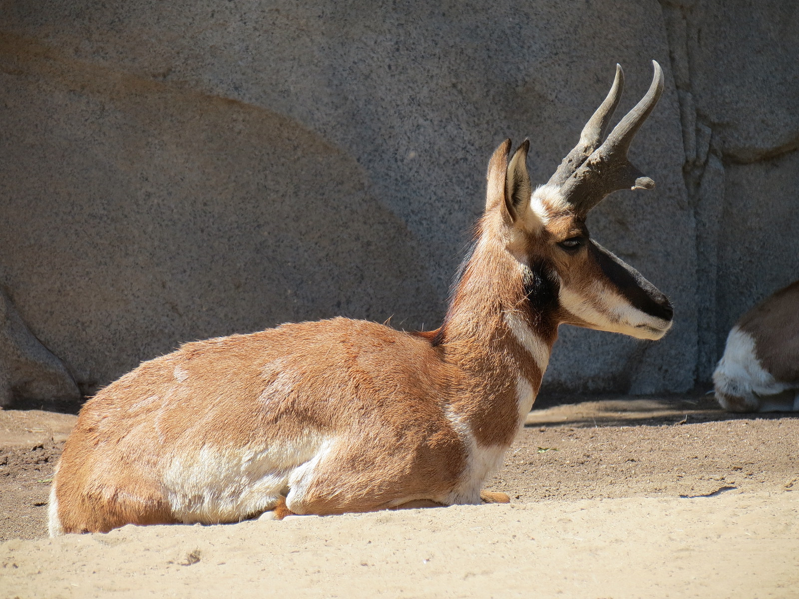 Elephant Odyssey - Pronghorn and Dromedary Camel Exhibit