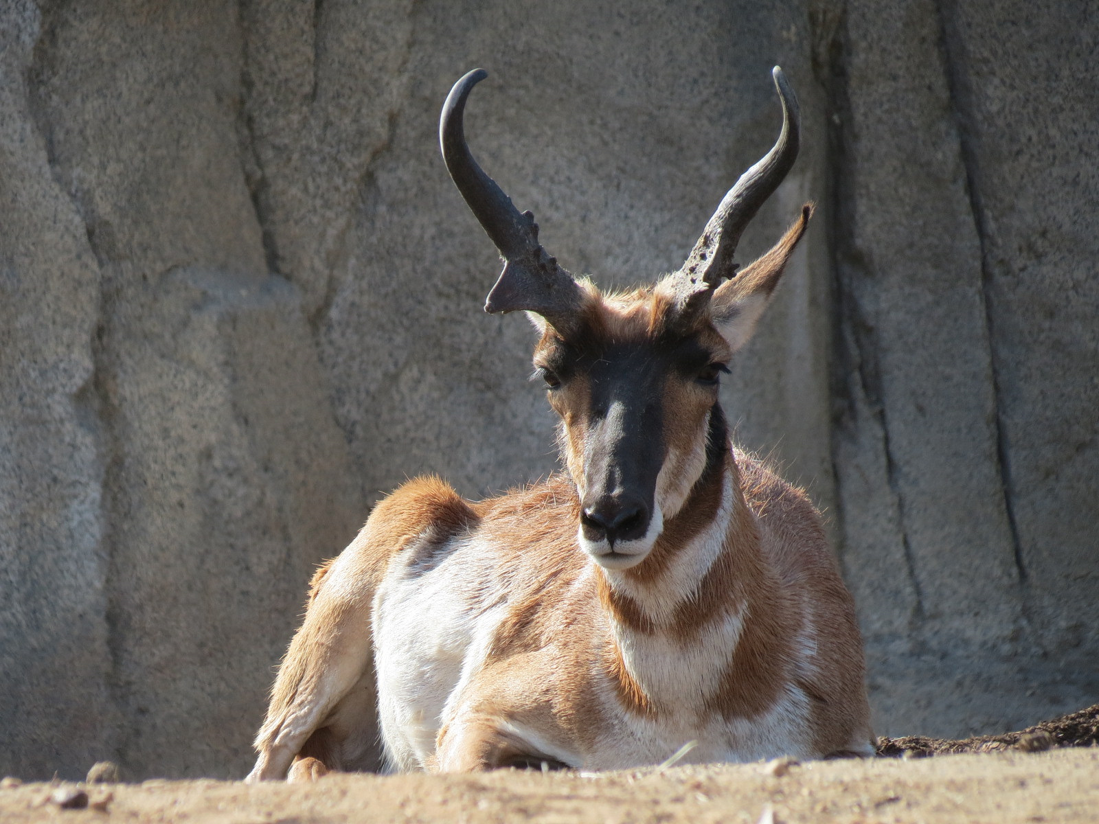 Elephant Odyssey - Pronghorn and Dromedary Camel Exhibit