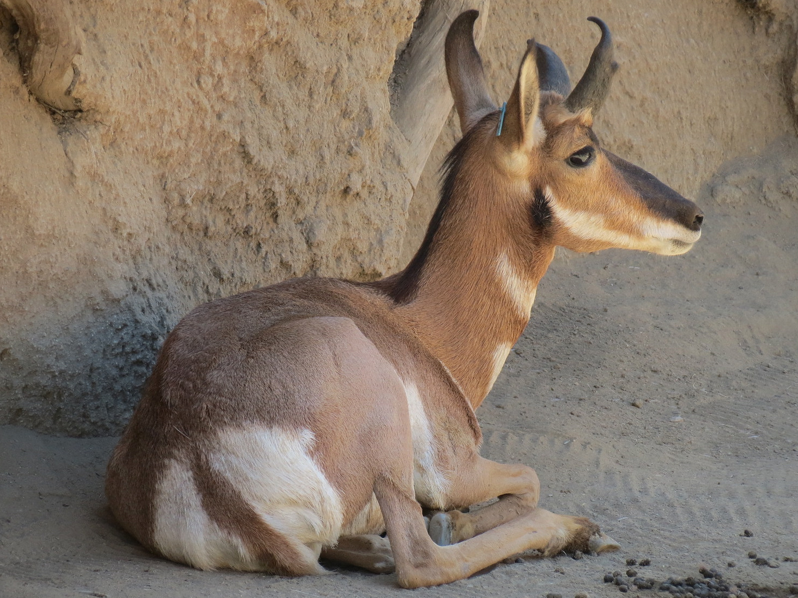 Elephant Odyssey - Pronghorn and Dromedary Camel Exhibit