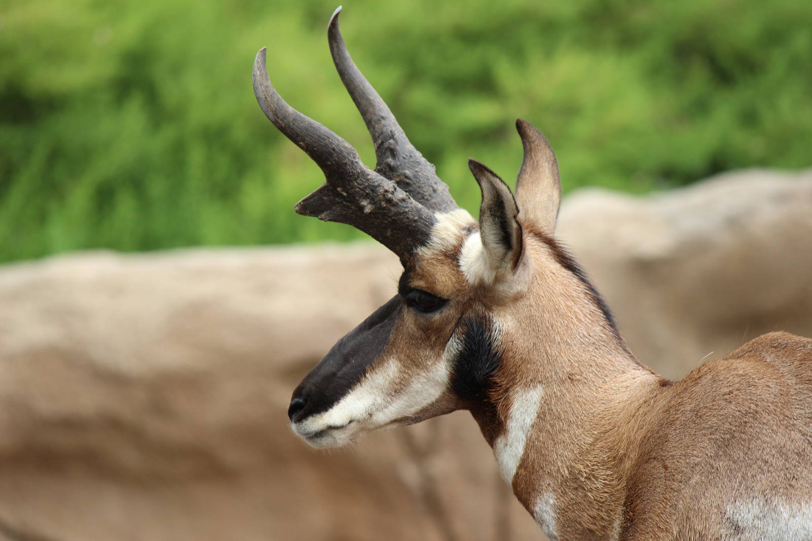 Elephant Odyssey - Pronghorn