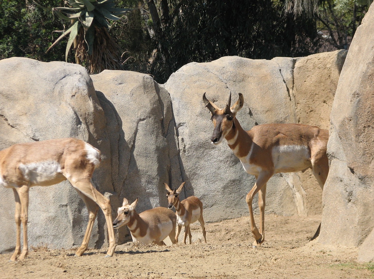 Elephant Odyssey - Pronghorn