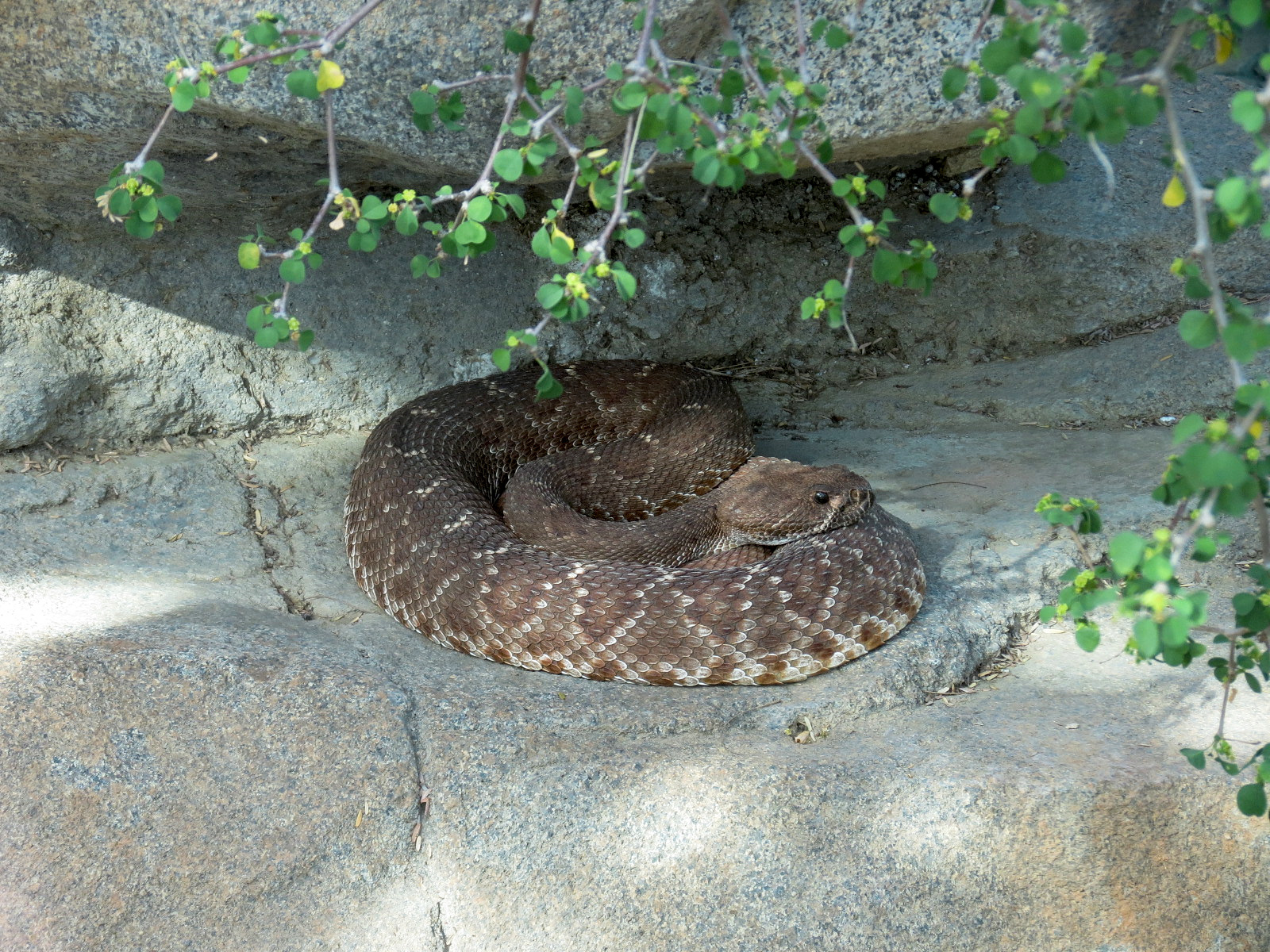 Elephant Odyssey - Rattlesnake Exhibit - Red Diamond Rattlesnake