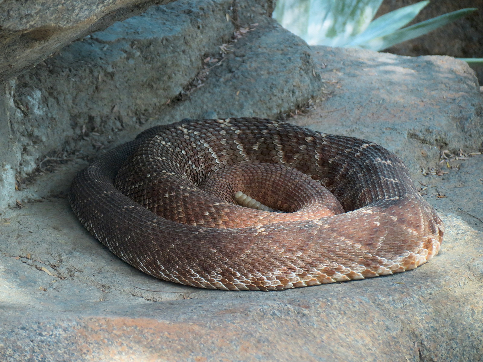 Elephant Odyssey - Rattlesnake Exhibit - Red Diamond Rattlesnake