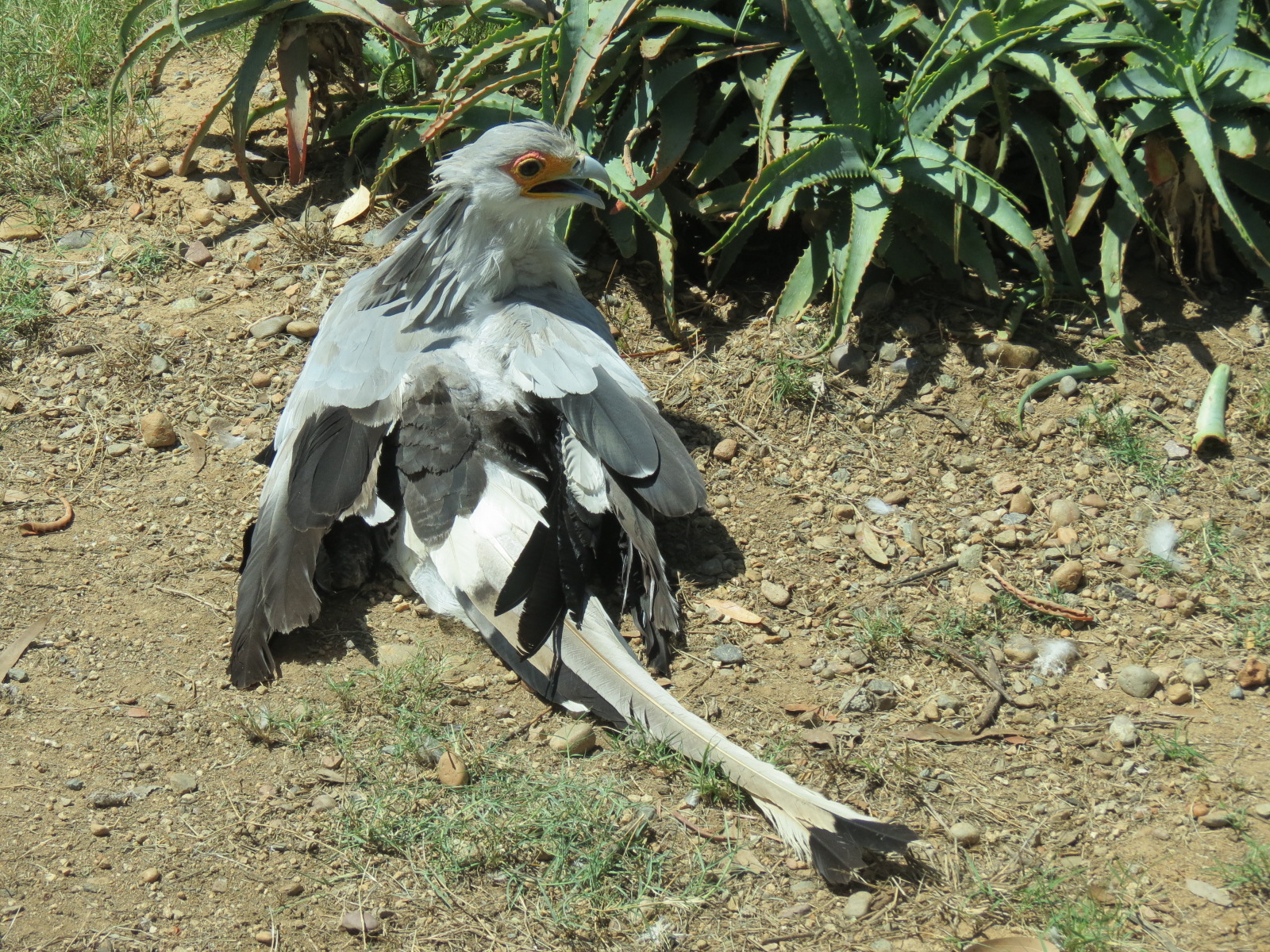 Elephant Odyssey - Secretary Bird and Black-billed Magpie Exhibit