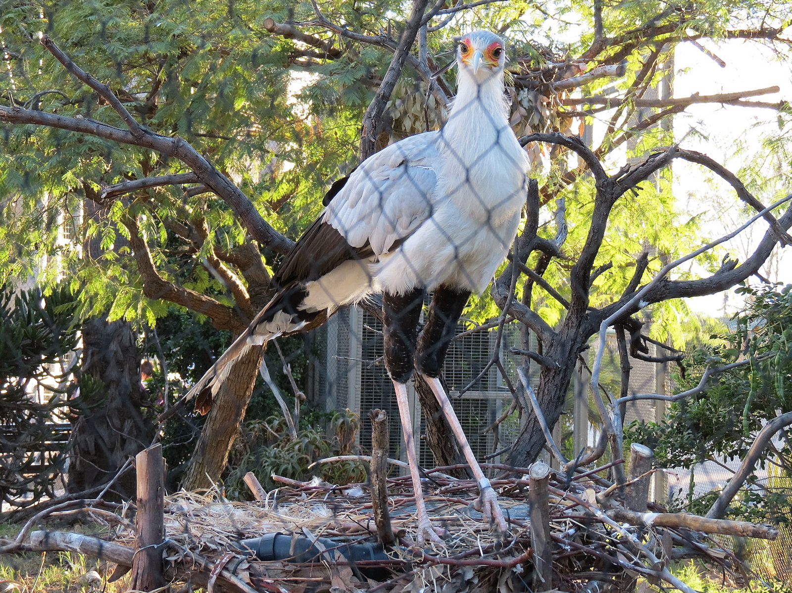 Elephant Odyssey - Secretary Bird and Black-billed Magpie Exhibit