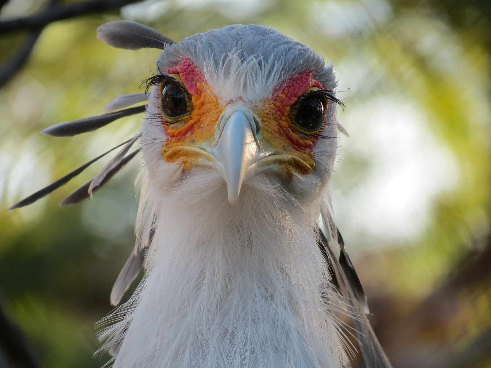 Elephant Odyssey - Secretary Bird and Black-billed Magpie Exhibit