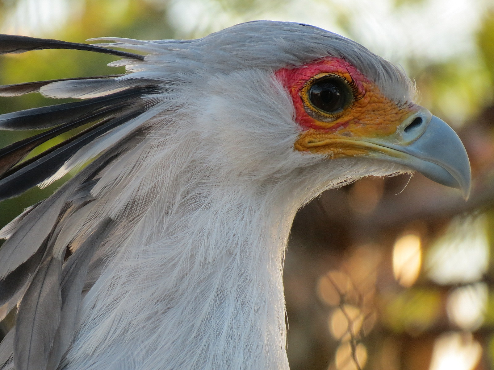 Elephant Odyssey - Secretary Bird and Black-billed Magpie Exhibit