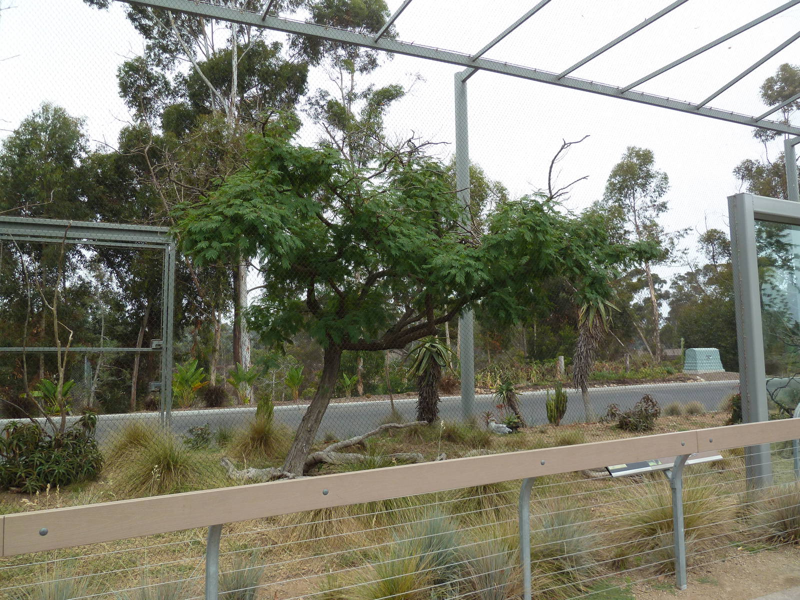 Elephant Odyssey - Secretary Bird/Black-Billed Magpie Exhibit