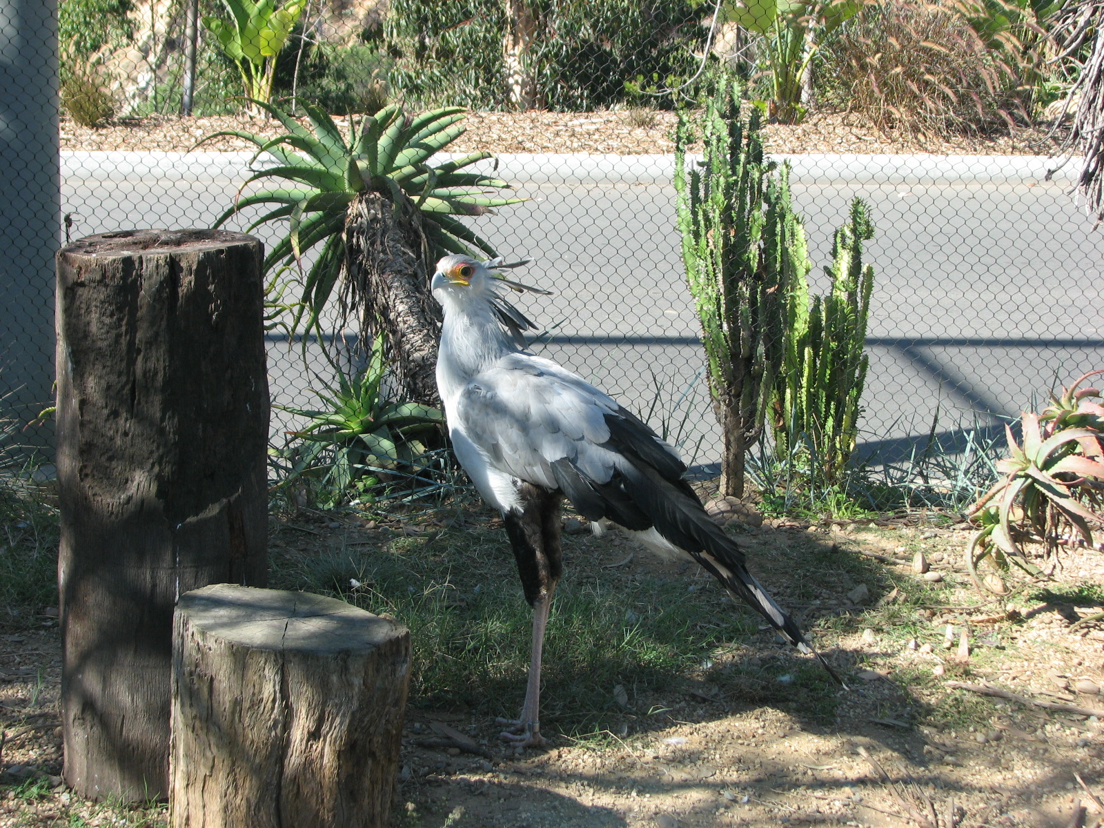 Elephant Odyssey - Secretary Bird