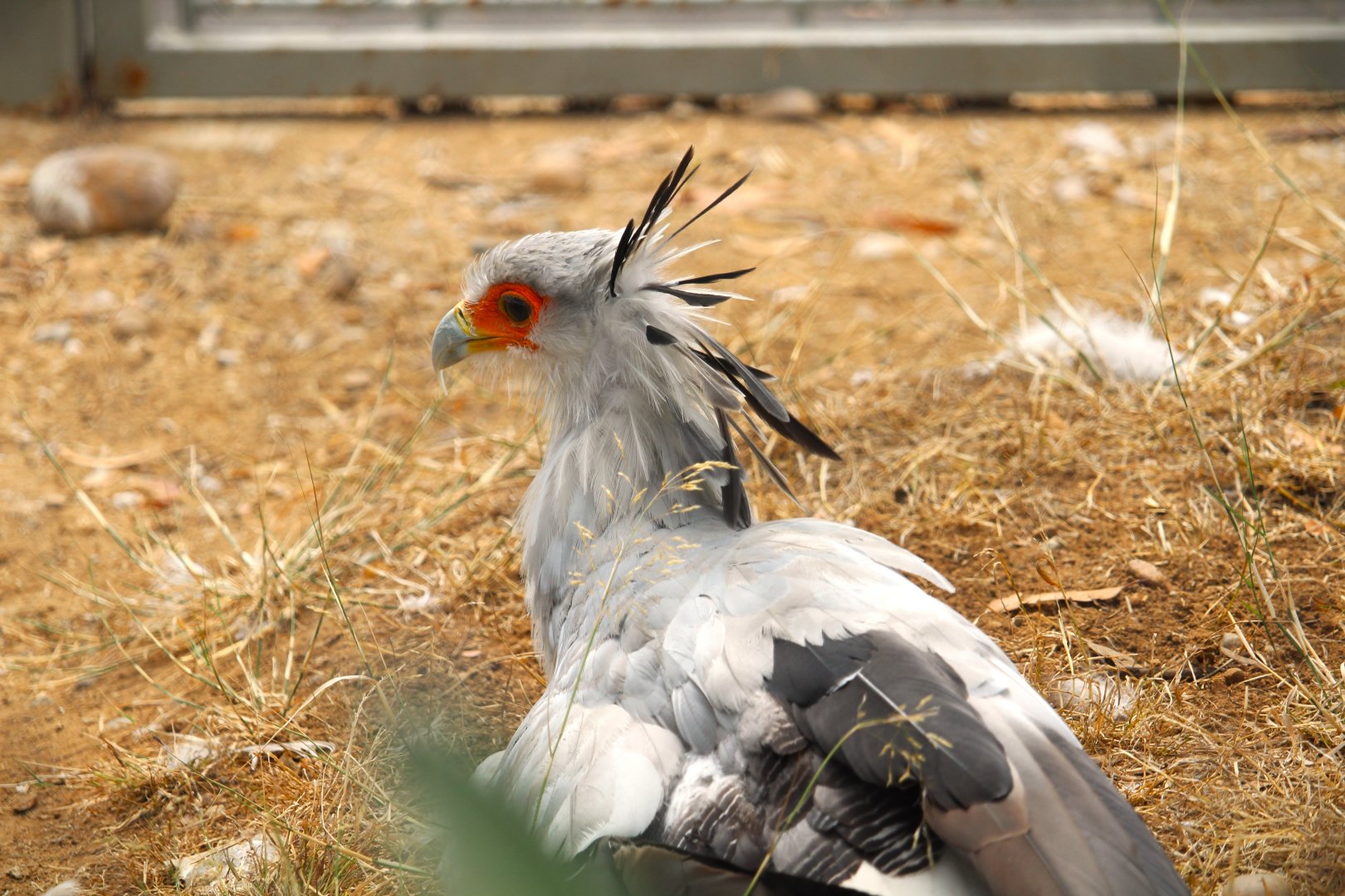 Elephant Odyssey - Secretarybird