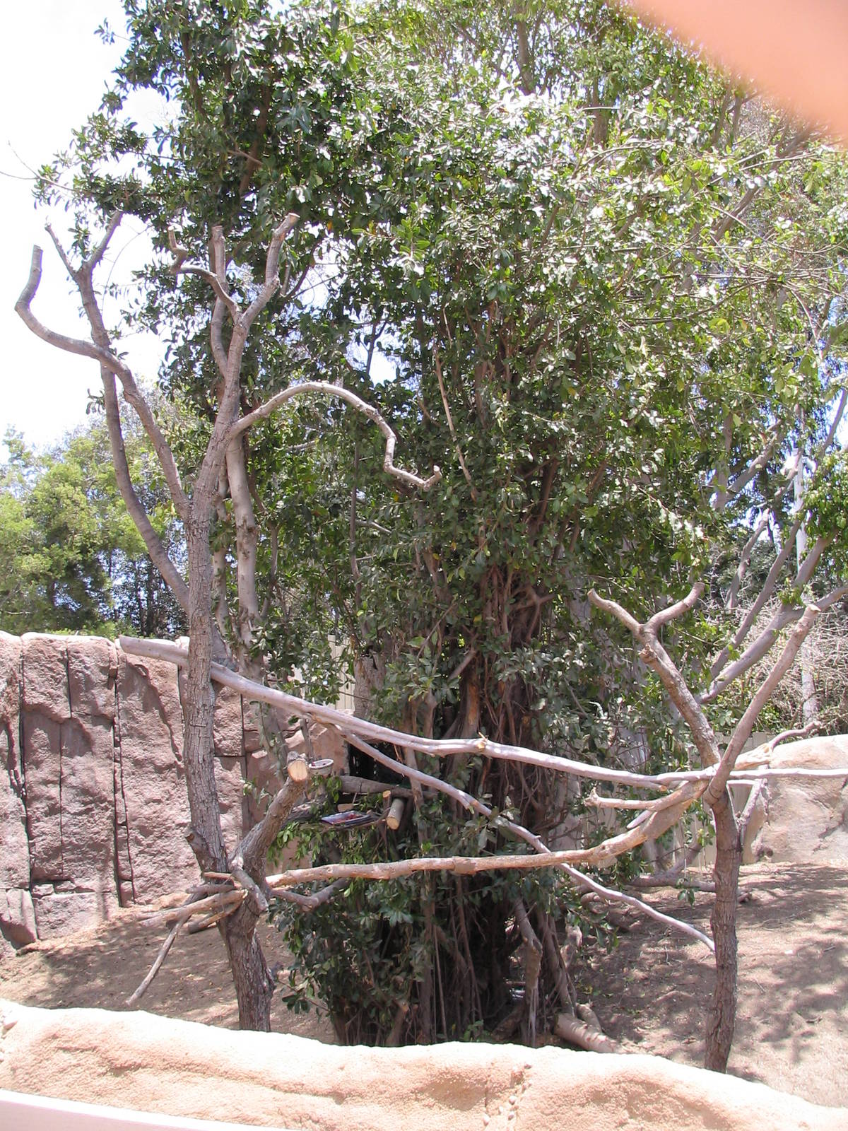 Elephant Odyssey - Sloth Exhibit