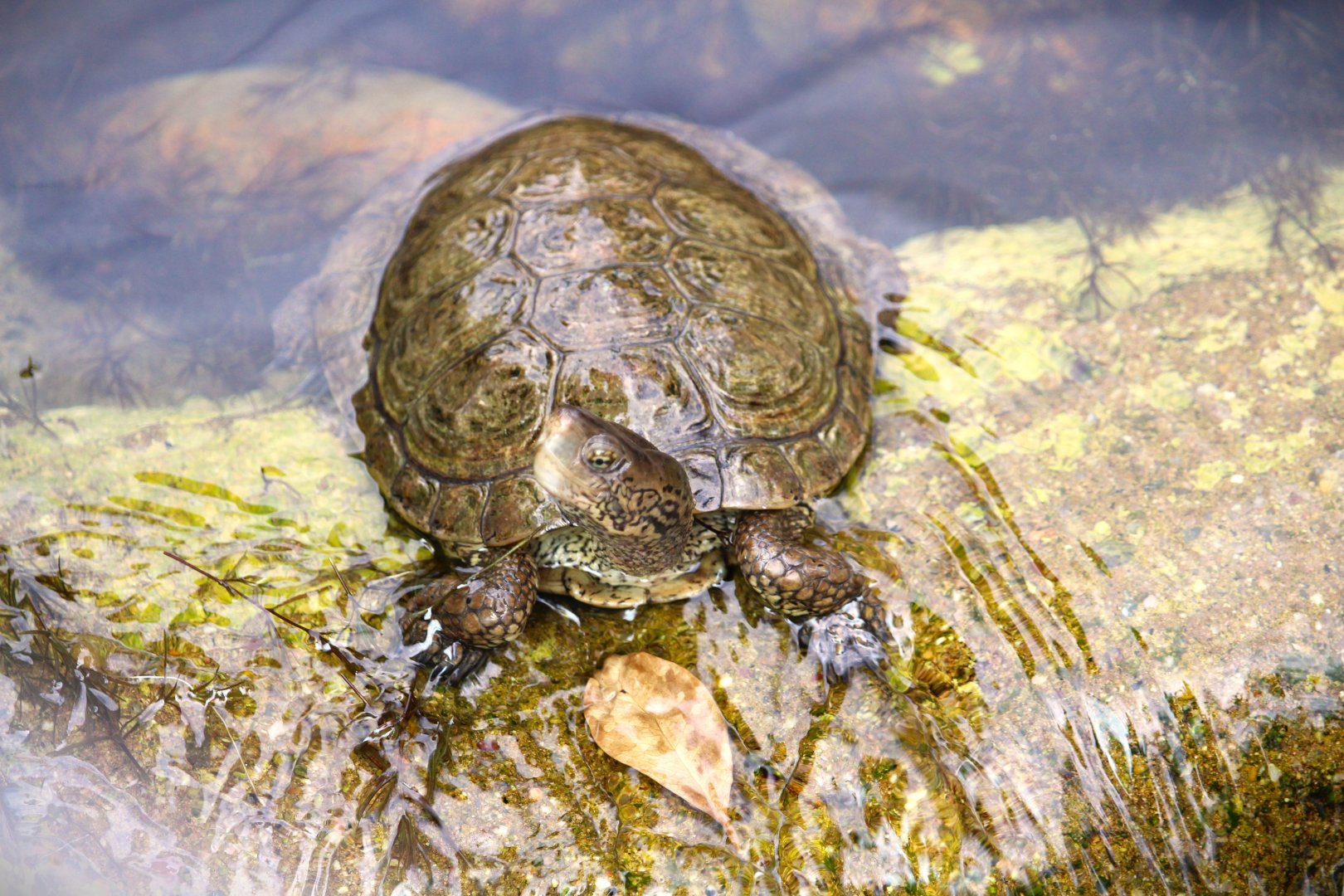 Elephant Odyssey - Southern Pacific Pond Turtle