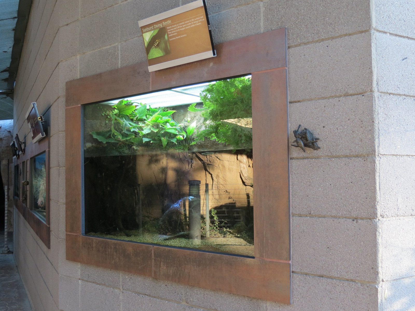 Elephant Odyssey - Sunburst Diving Beetle Exhibit