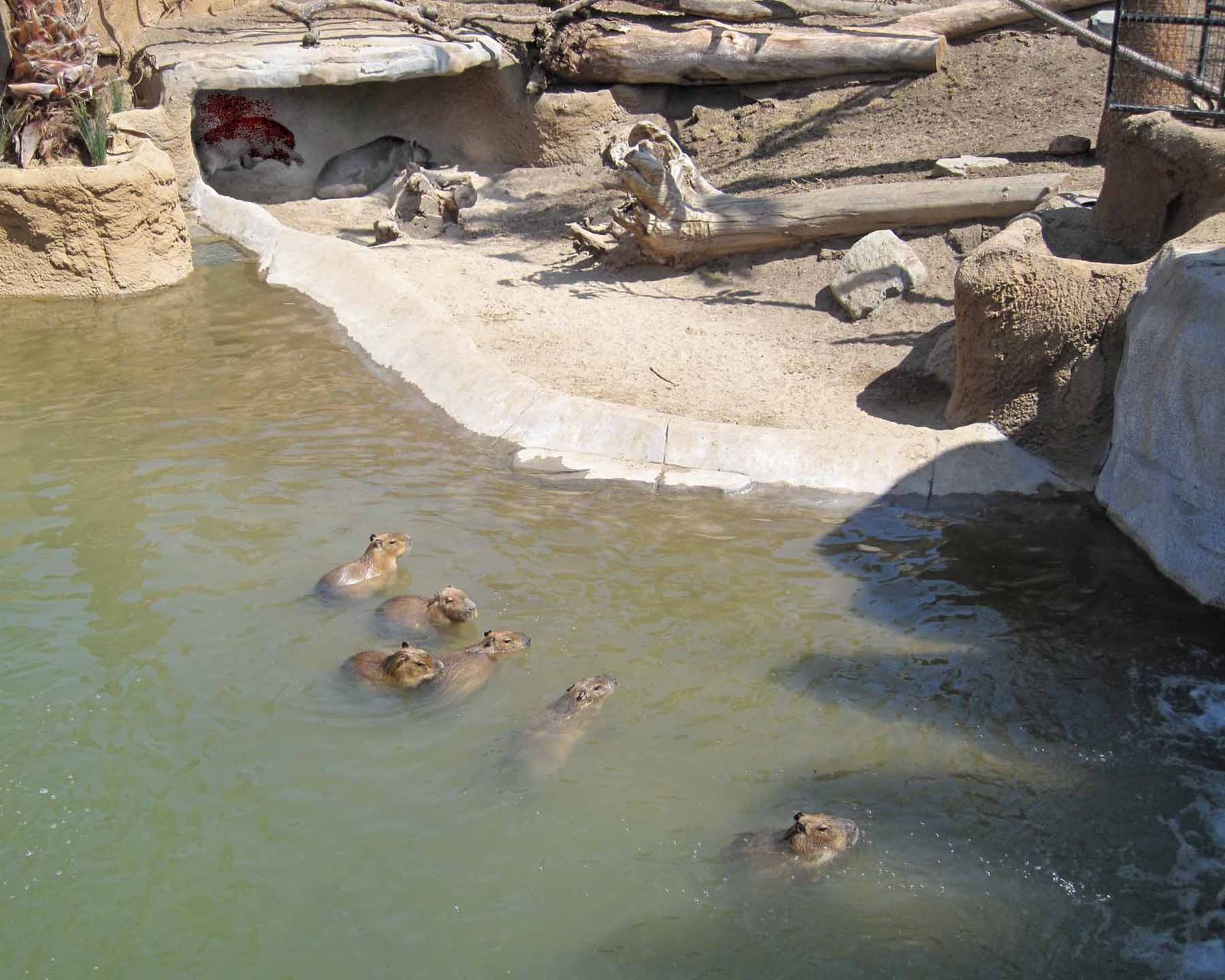 Elephant Odyssey - Tapir and Capybara