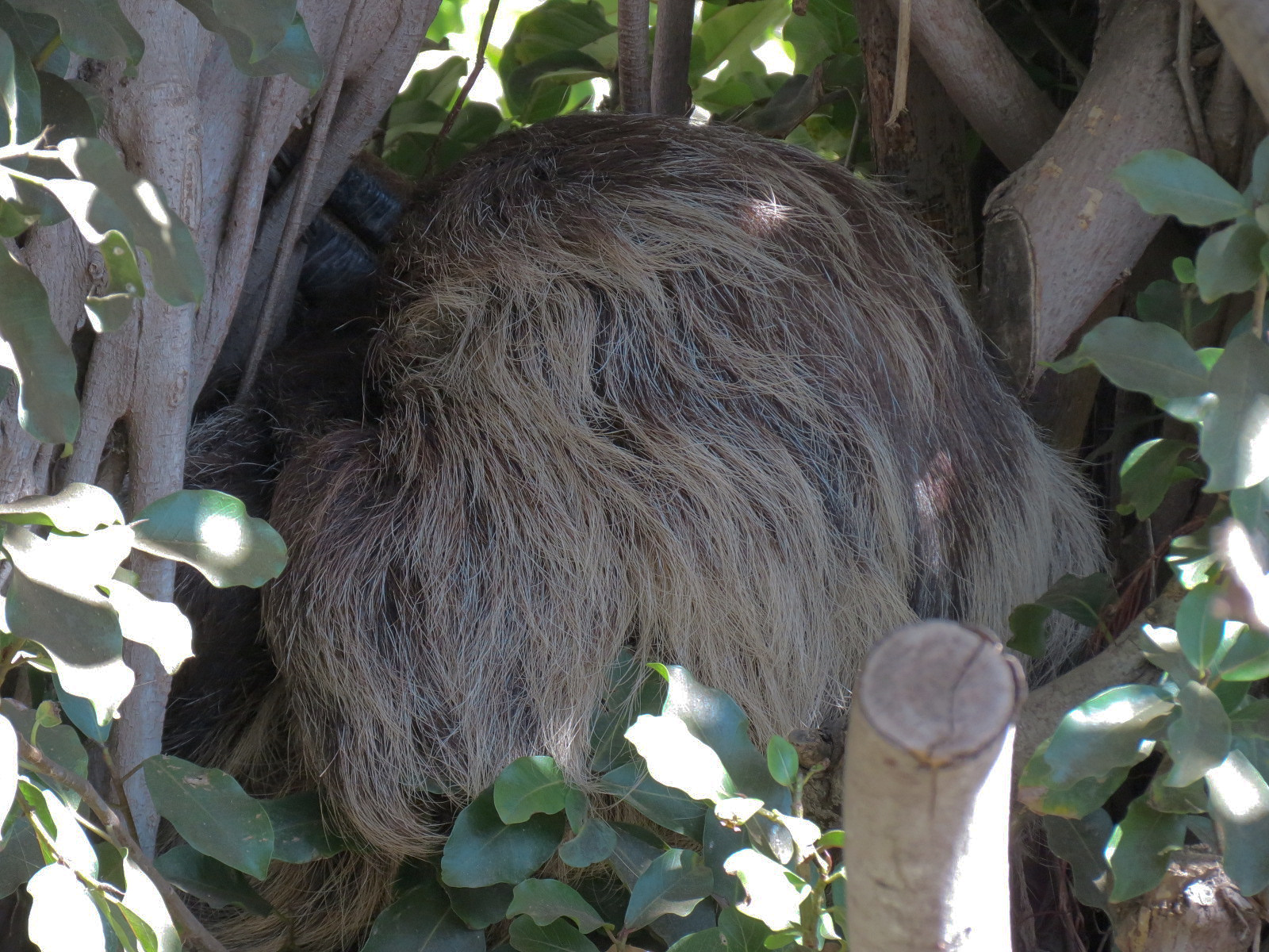 Elephant Odyssey - Two-toed Tree Sloth and Kirks Dik-dik Exhibit