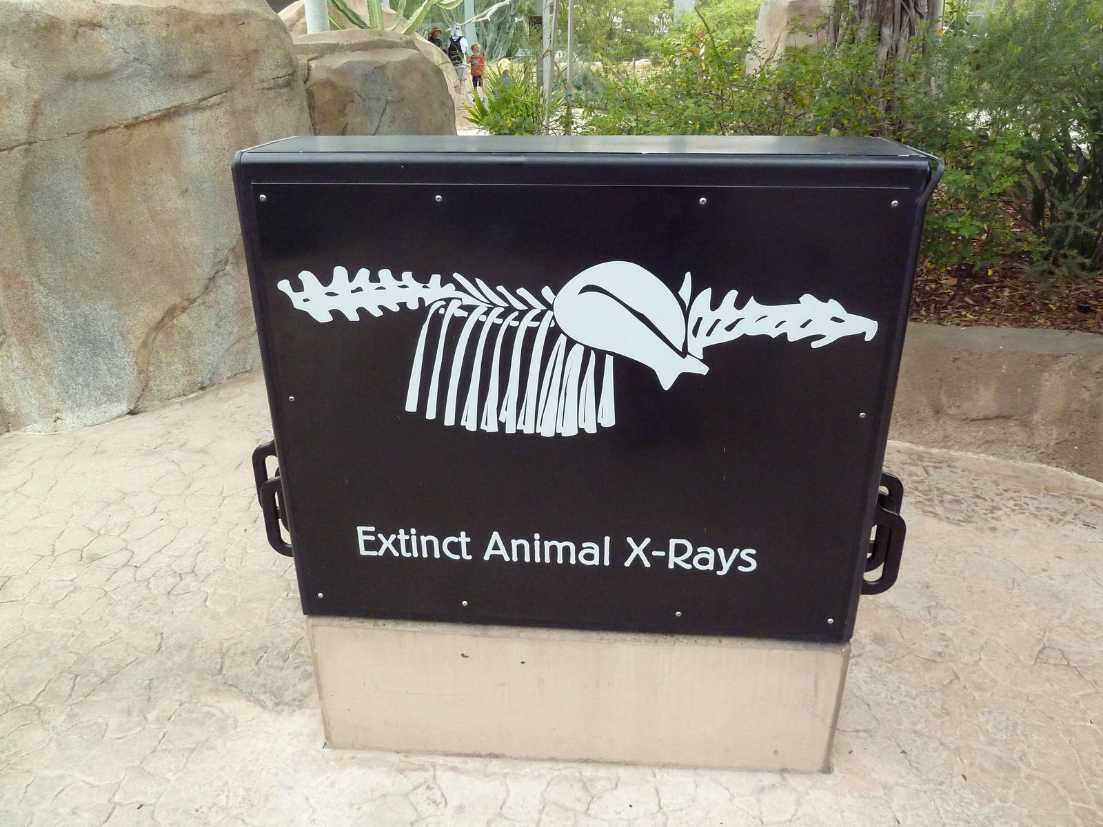 Elephant Odyssey - X-Rays