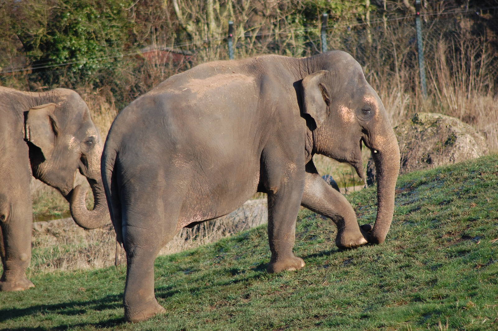 Elephant on Grass Paddock