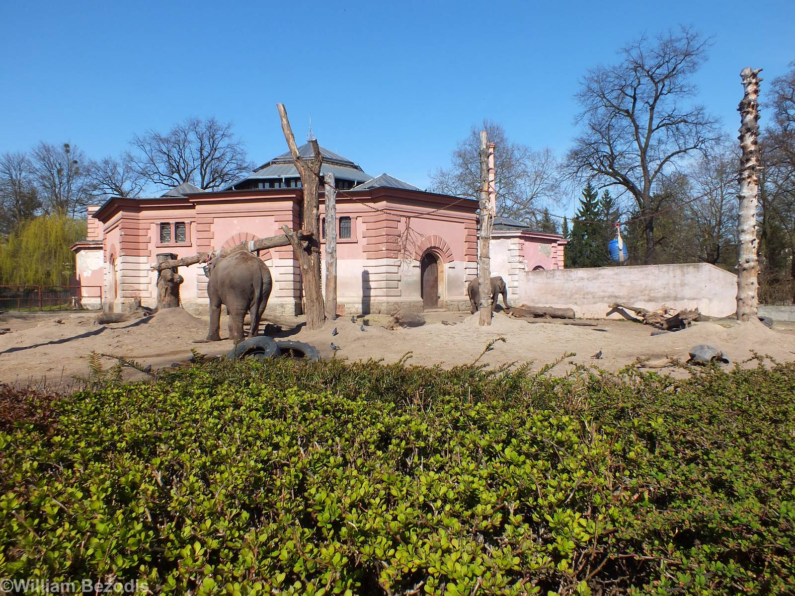 Elephant Outdoor Area