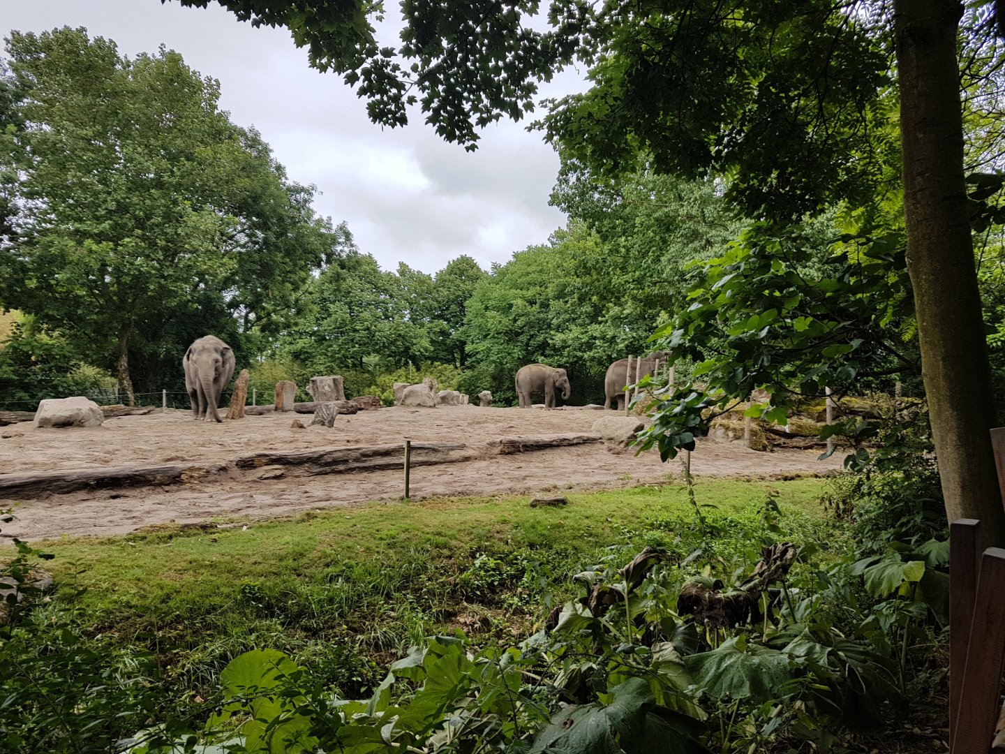 Elephant-outdoor-enclosure