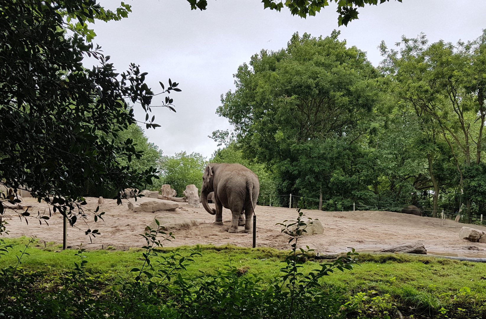 Elephant outdoor-enclosure