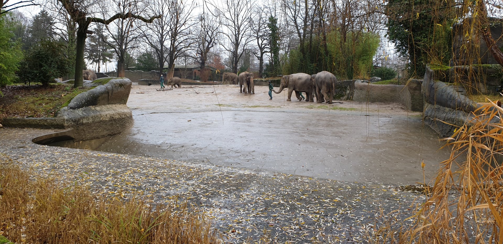 Elephant outdoor-enclosure