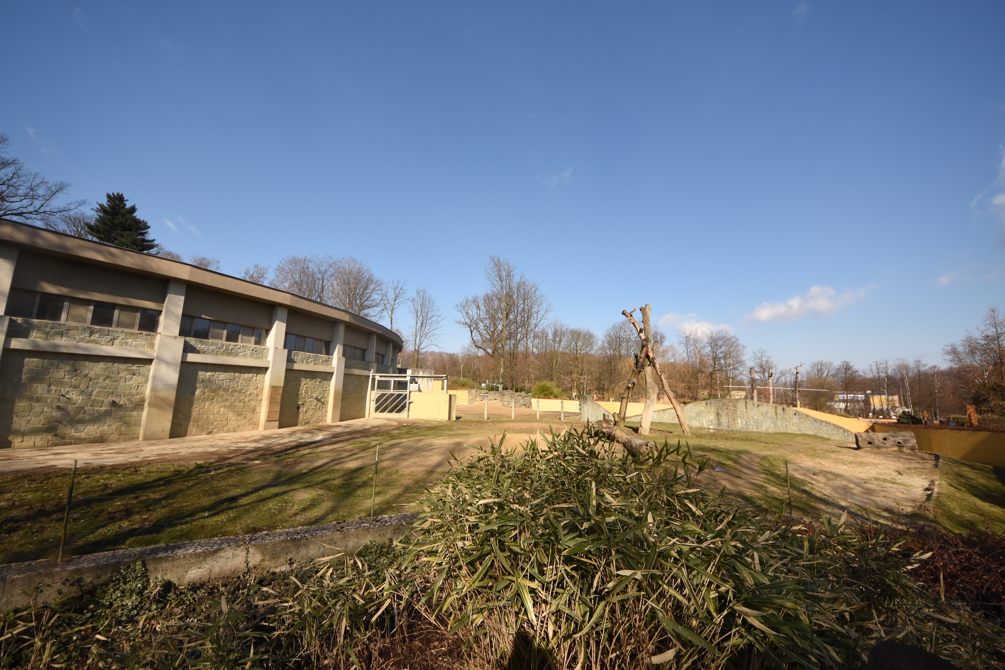Elephant outdoors - Bull enclosure
