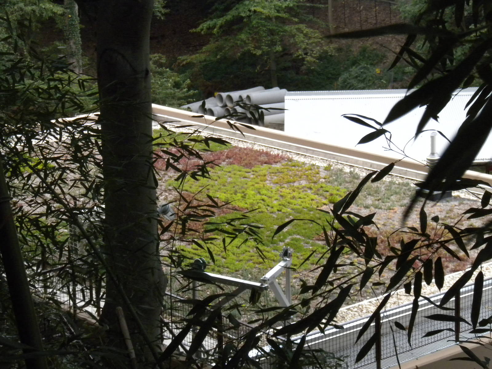 Elephant Outpost Green Roof